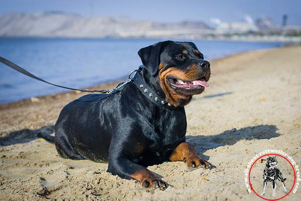 Rottweiler nylon leash with non-corrosive hardware for improved control