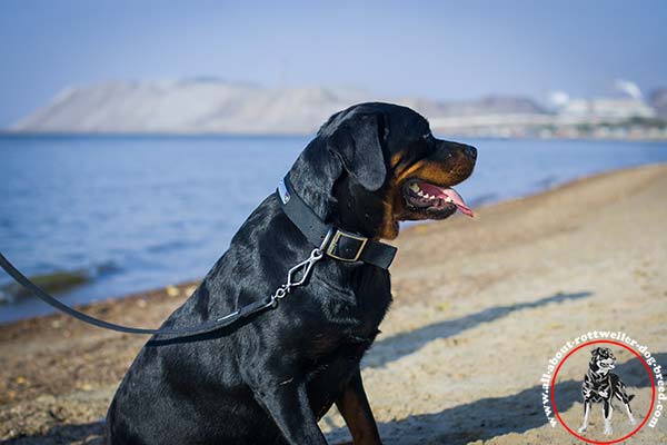 Rottweiler nylon leash with rust-proof hardware for basic training