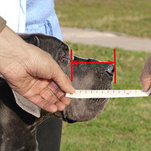 How to measure your Rottweiler
