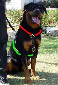 rot size harness