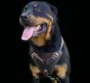 Rottweiler dog harness