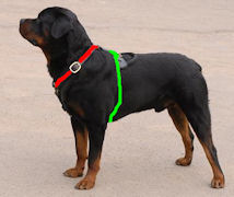 rottweiler harness