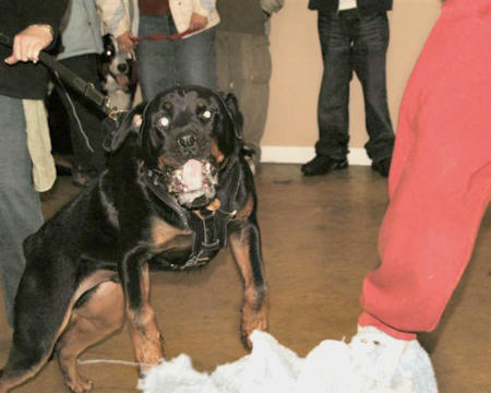 rottweiler dog training harness, k9 dog harness