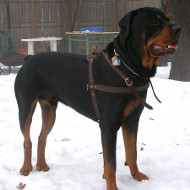 Rottweiler dog harness for training , tracking, walking