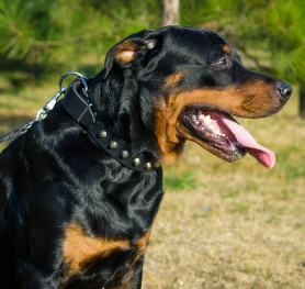 Rottweiler Info